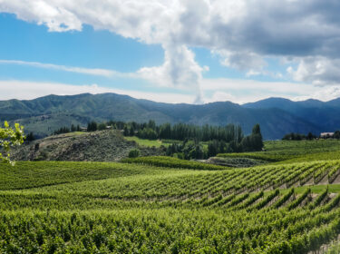 Bright green rows of grape vines with blue mountains in the distance and blue sky and clouds above.