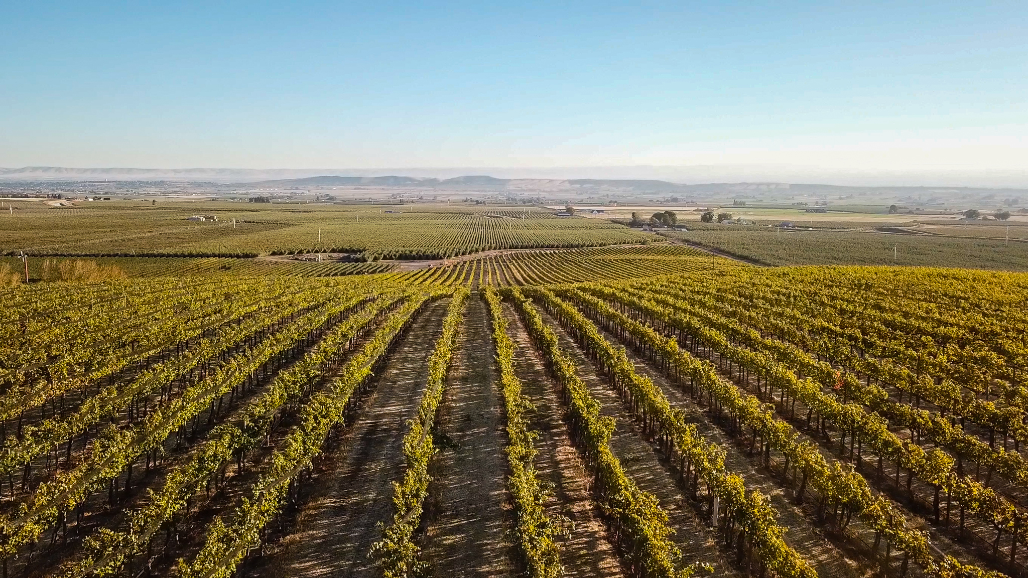 Rows of green vines stetch toward the hills in the horizon. The sky is hazy white-grey to blue.