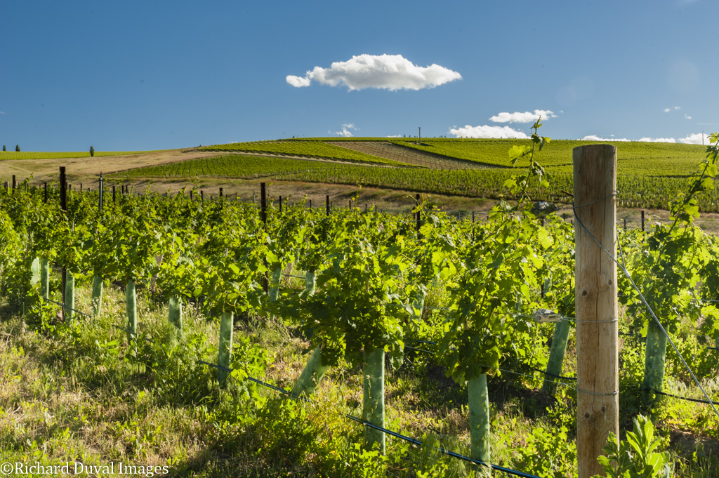 Bright green leaves on grape vines in the sun. Rolling hills covered in more grape vines are in the distance, with a cobalt blue sky with a few white clouds above.