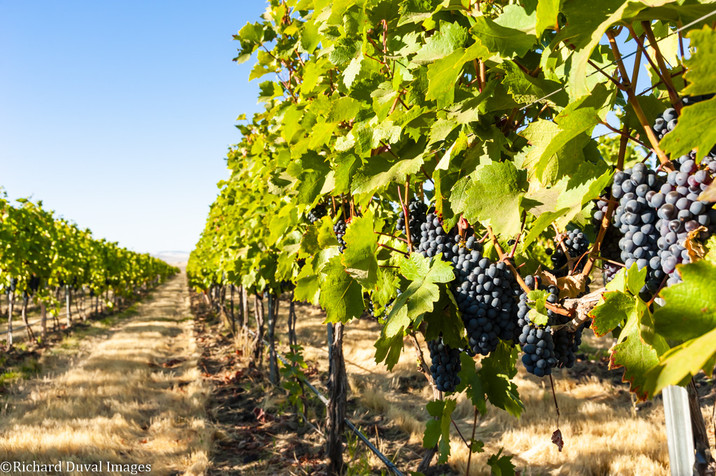 Grape vine with bright green leaves and dark indigo wine greps hanging below the leaves. The row of vines stretches toward the horizon under a blue sky.