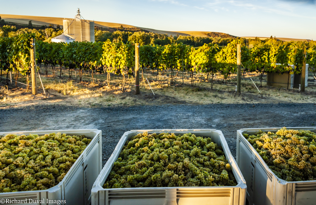 Three white plastic bins full of yellow-green grapes, with rows of grape vines beyond them, all in late afternoon light.