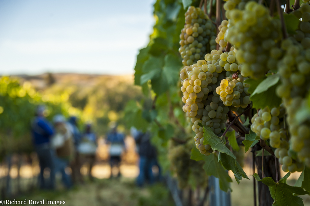 White wine grapes catch the sun on a leafy green vine with a group of people out of focus in the background. The sky above is pale blue.