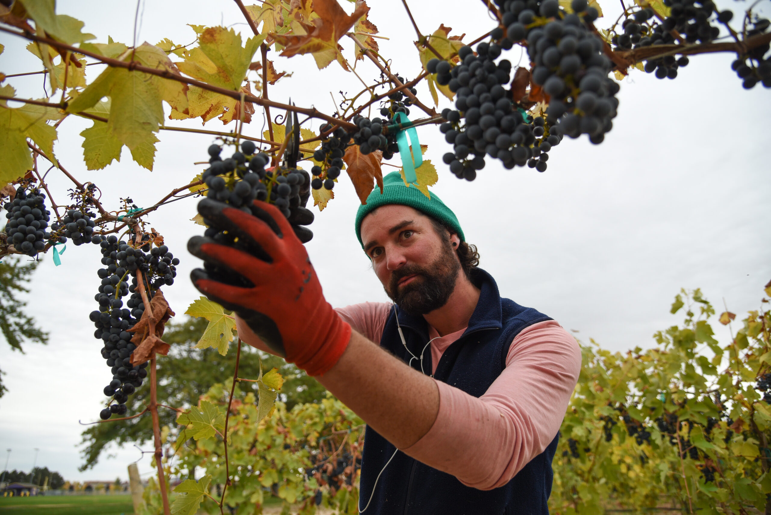 A bearded man in a green beanie and blue vest holds a grape cluster on a vine with one hand and a pair of shears to the cluster with the other. More dark blue grape clusters are on either side of it and more vines are visible behind him.