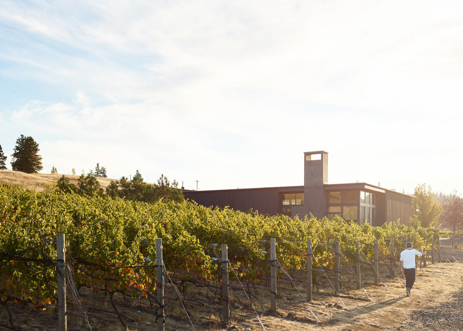 A man in a white shirt and ball cap with a shovel over his shoulder walks next to rows of green grape vines, in front of a modern angular building. The sky is bright with a few pine trees in the background.