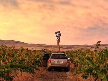 A person stands on the roof of hatch-back style car parked in a vineyard, camera to their eye. The sky shows muted sunset pinks and oranges, and there are rolling brown hills in the distance.
