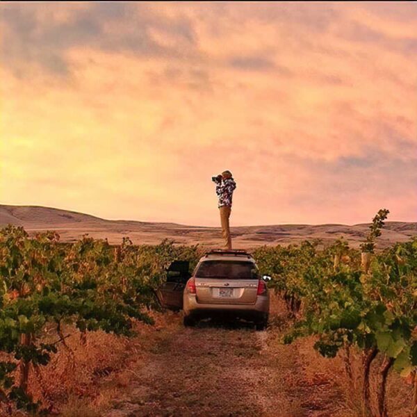 A person stands on the roof of hatch-back style car parked in a vineyard, camera to their eye. The sky shows muted sunset pinks and oranges, and there are rolling brown hills in the distance.