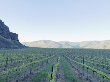 Immature green vines grow in neat rows with dark posts, with a soft-edged mountain in the distance and a steep cliff on the left. The sky above is dull blue.