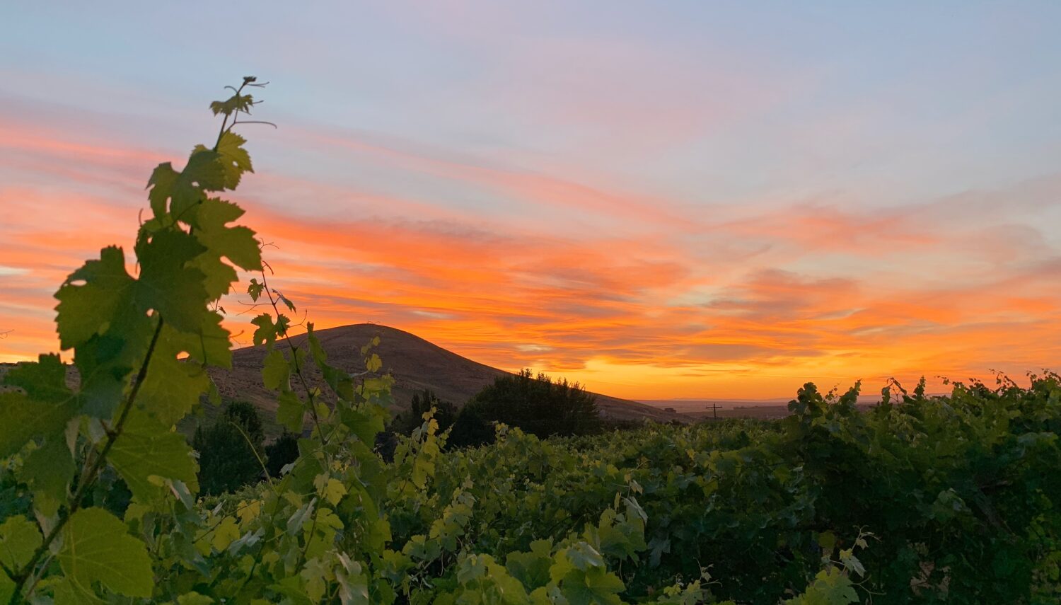 Sunset in orange and gold over a rounded tall hill, with green grape leaves in the foreground.