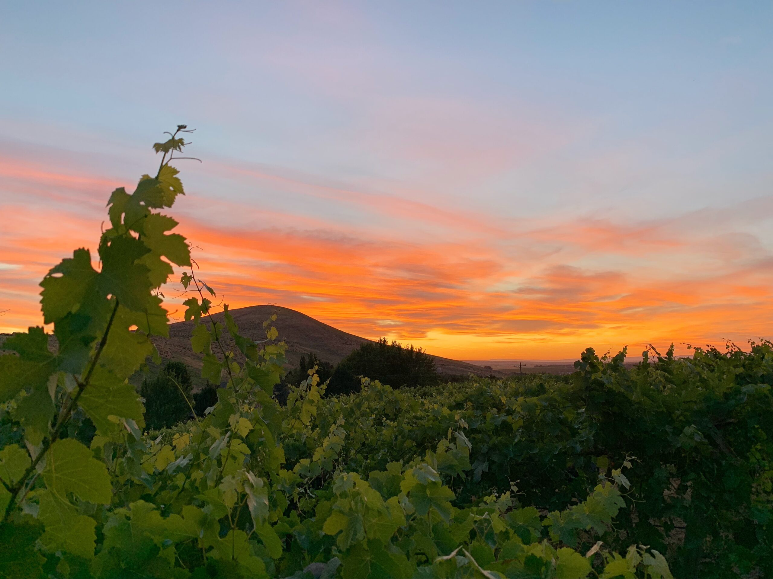 Sunset in orange and gold over a rounded tall hill, with green grape leaves in the foreground.