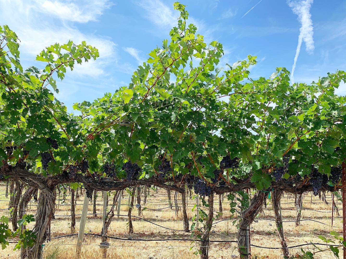 Bright green leaves on grape vines with purple grape clusters hanging below. More rows of vines are visible beyond and the sky above is blue with wisps of white clouds.