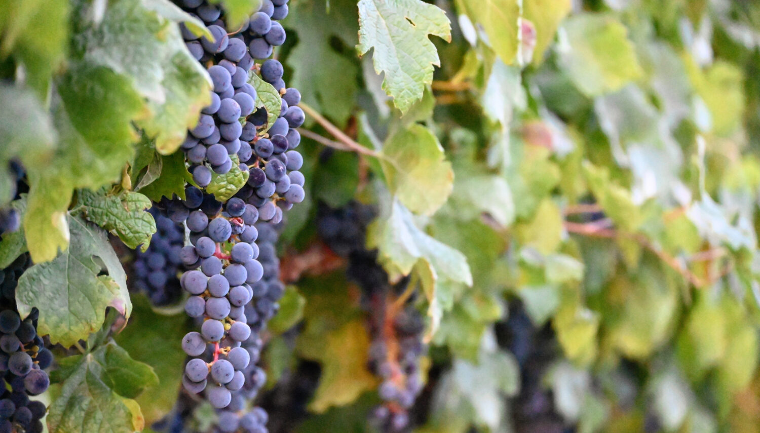 Purple wine grapes hand on a vine surrounded by bright green leaves