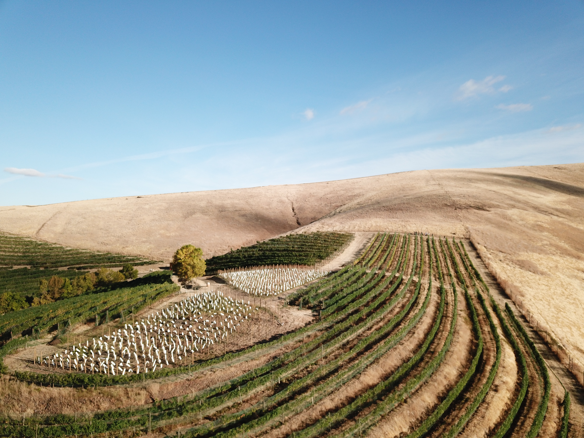 Regions & AVAs Washington State Wine Commission