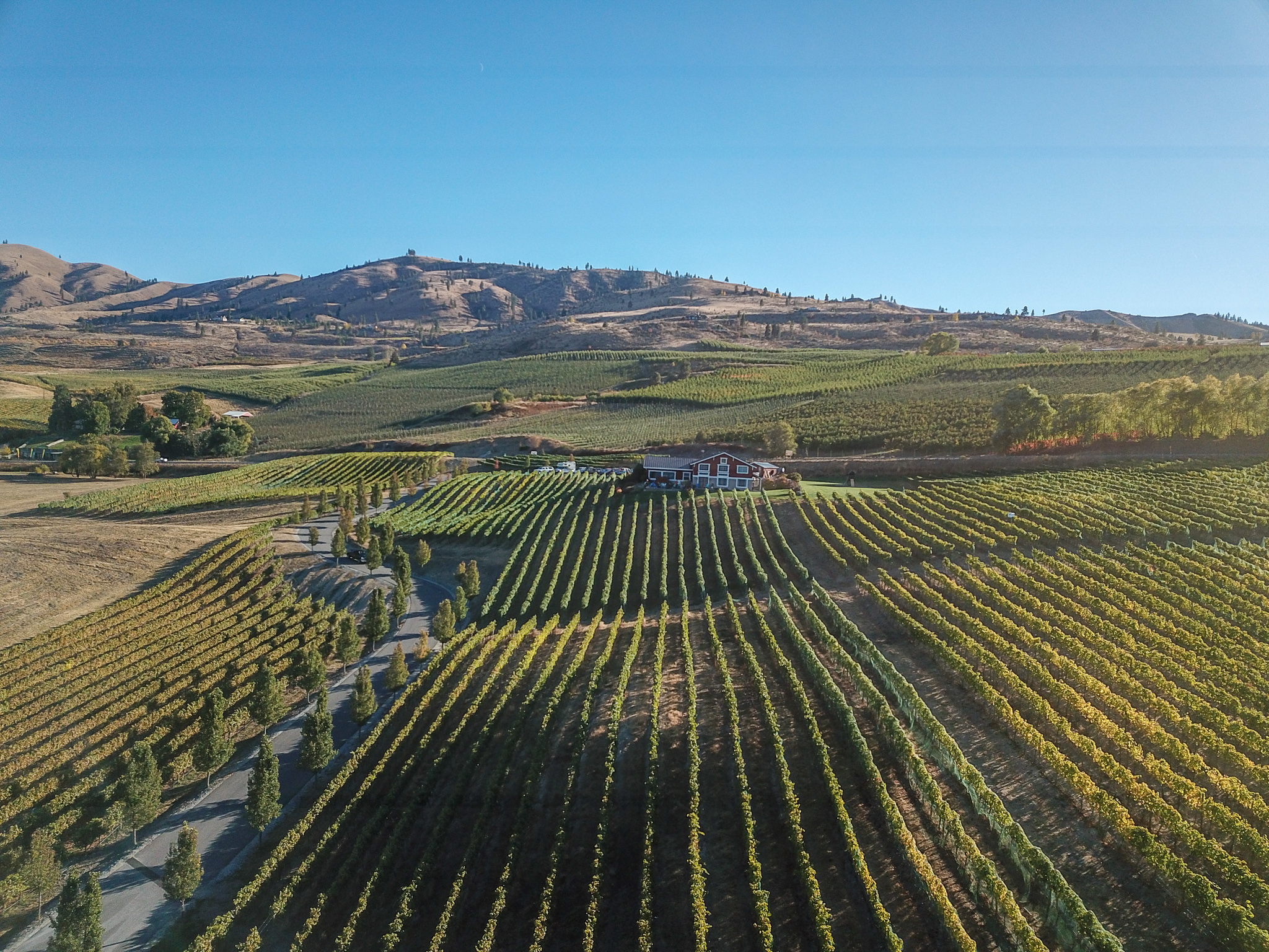 Evenly spaced rows of vines cut by intersecting roads and leading toward a red house. Scrubby tan hills with coniferous trees are in the distance and the sky above is bright blue.