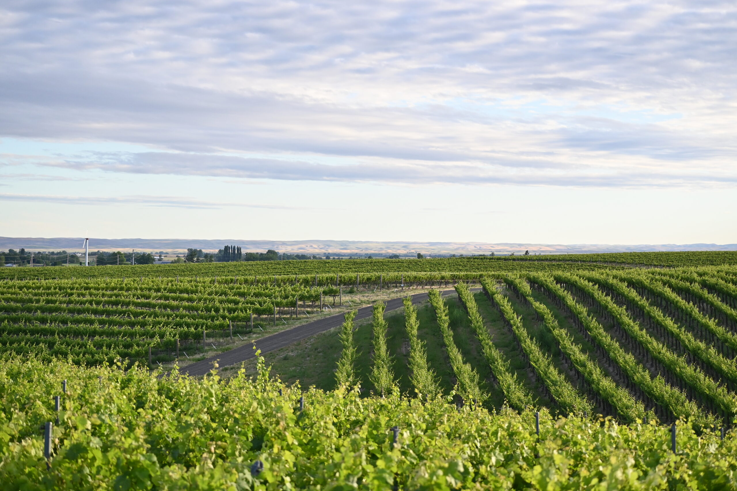Rows of green grape vines in alternating directions, cut through by a road. Hills and trees are in the distance and the sky above is light blue.