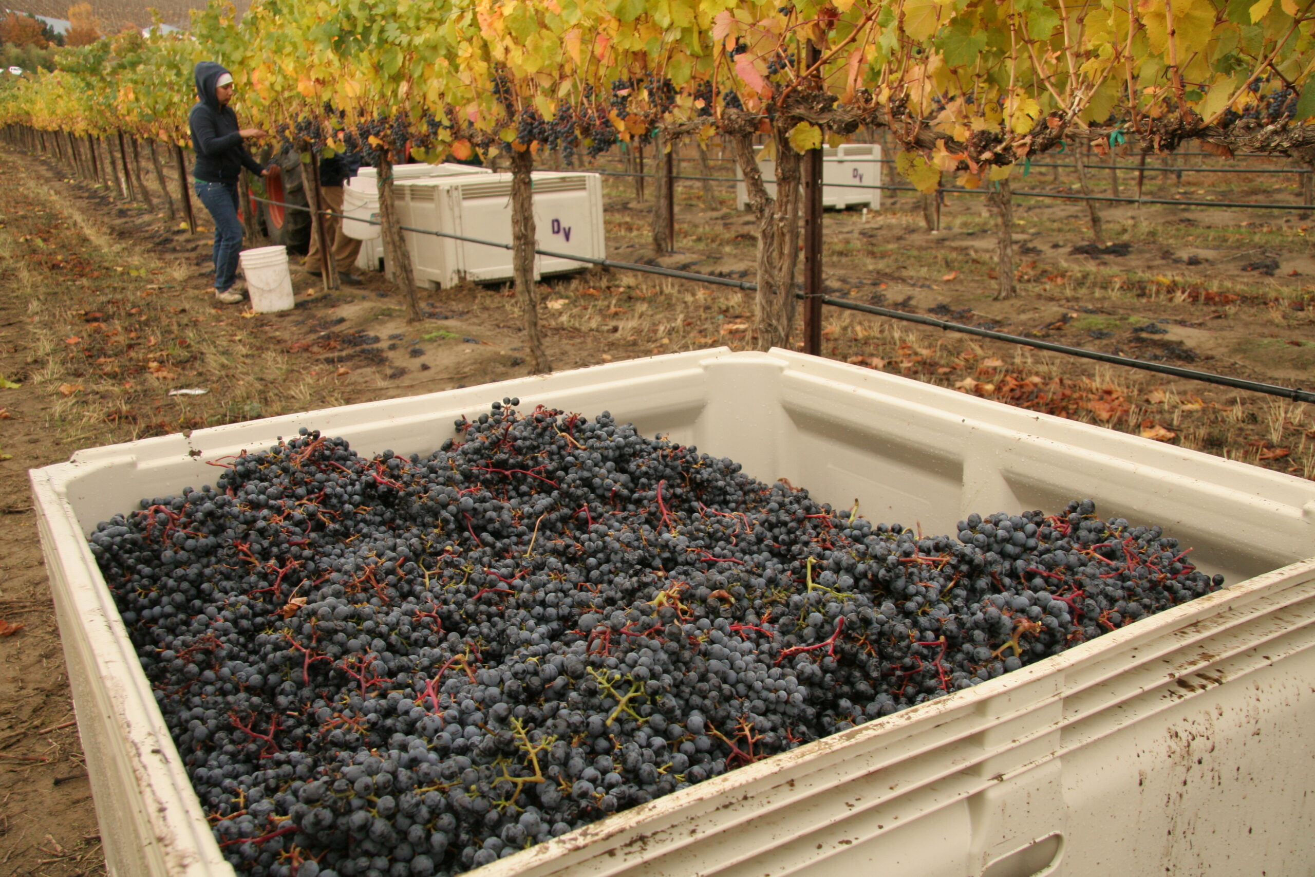 A white bin of dark indigo wine grapes, with a woman picking grapes behind it and several more bins between rows of vines.