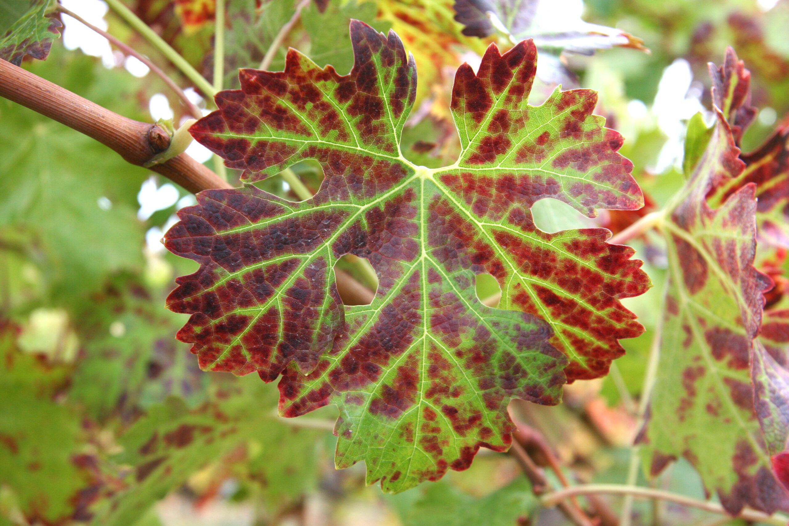 A grape leaf with blotchy red discoloration in front of other leaves with the same coloration.