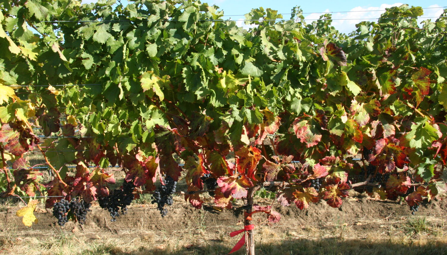 A row of grape vines with fruit hanging below.