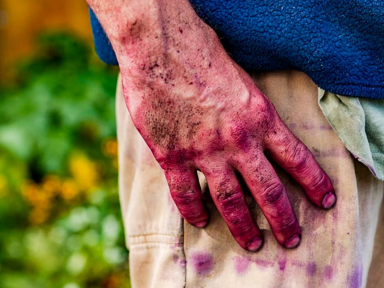 Close-up of a hand stained purple resting at a hip pocket on khaki pants under a blue fleece jacket. Green leaves are out of focus in the background.