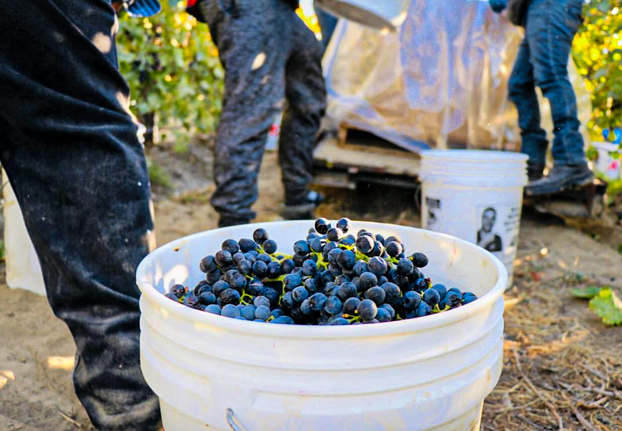 A white bucket full of ripe, dark indigo wine grapes with the legs of several people and green leaves of vines in the background.