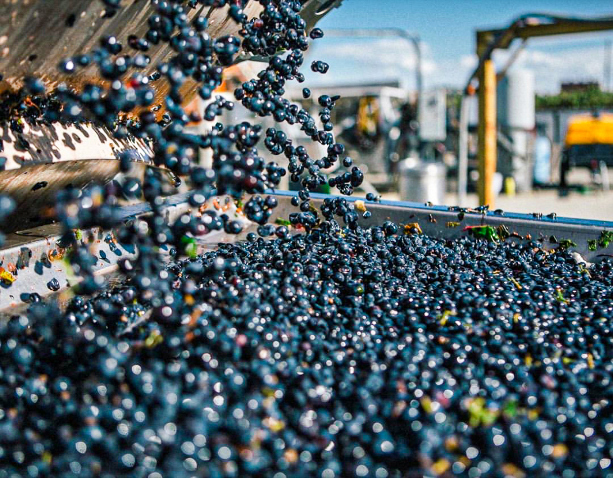 Dark purple-blue grapes fall into a metal container full of grapes. Machinery and blue sky is out of focus in the background.