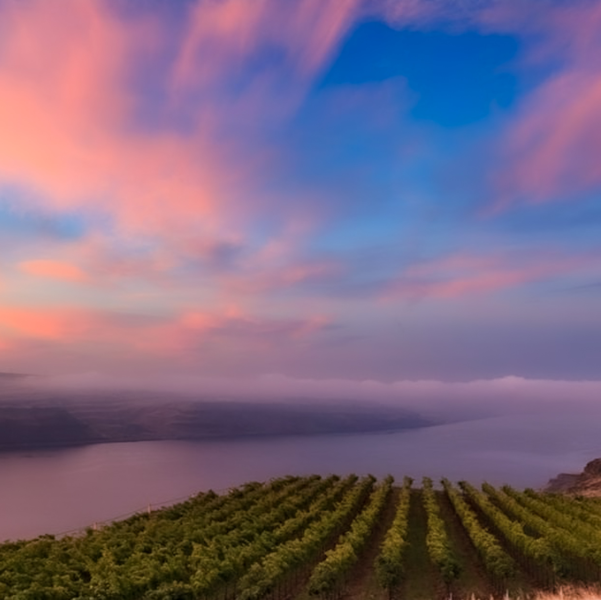 Green rows of grape vines on a cliff that drops off toward the broad river below. The sky is tinted purple, peach, and blue from the sunset, and a low bank of clouds hugs the river.