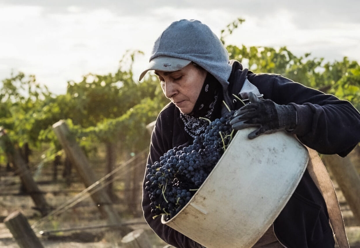 A woman wearing a hood, ballcap, dark jacket, and gloves holds and tilts a wide bucket full of dark wine grape above a white bin. Leafy vines are behind her and the sky above is grey and overcast.