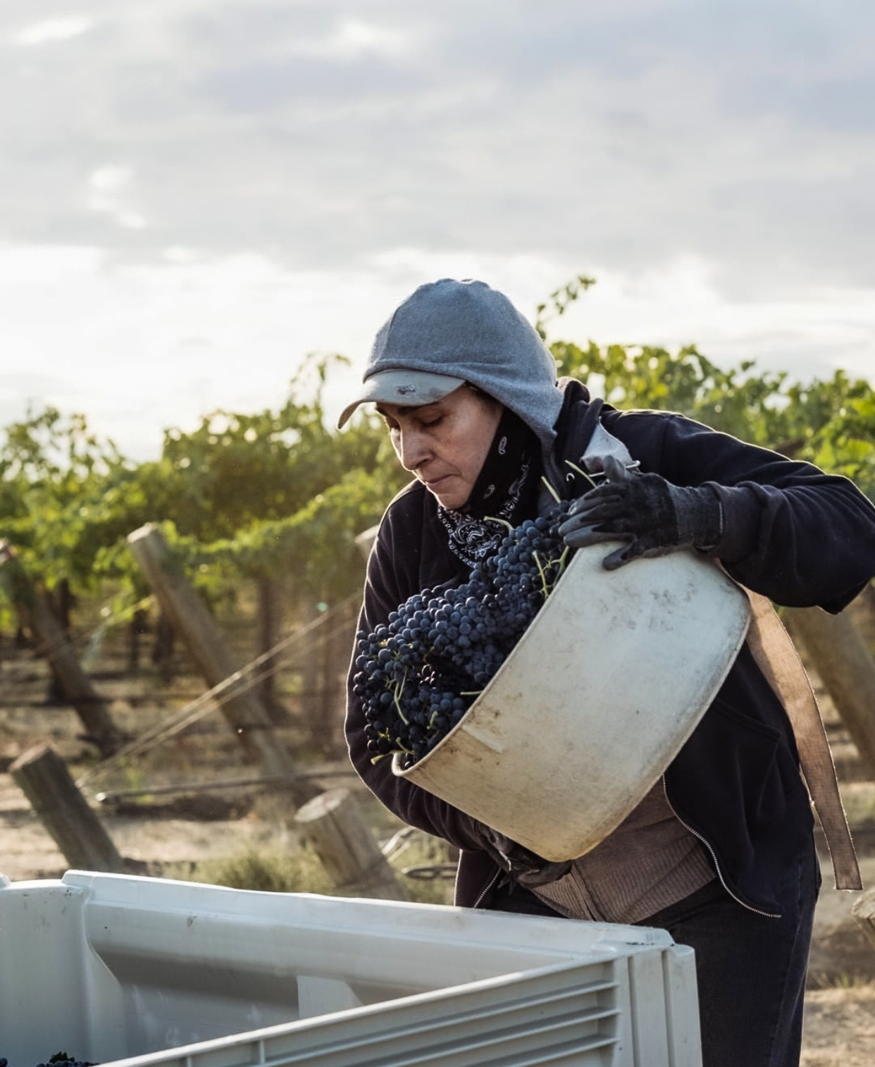 2020 Washington Wine Grape Production Report Washington State Wine