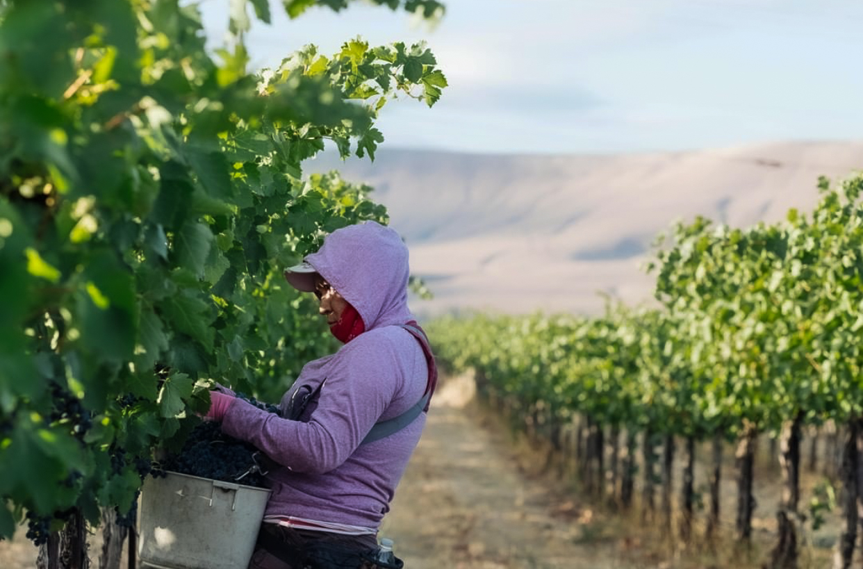 A woman wearing a purple sweatshirt with a bucket strapped to her front picks grapes from a row of vines. Another row of vines is behind her and rounded tan hills are in the distance.