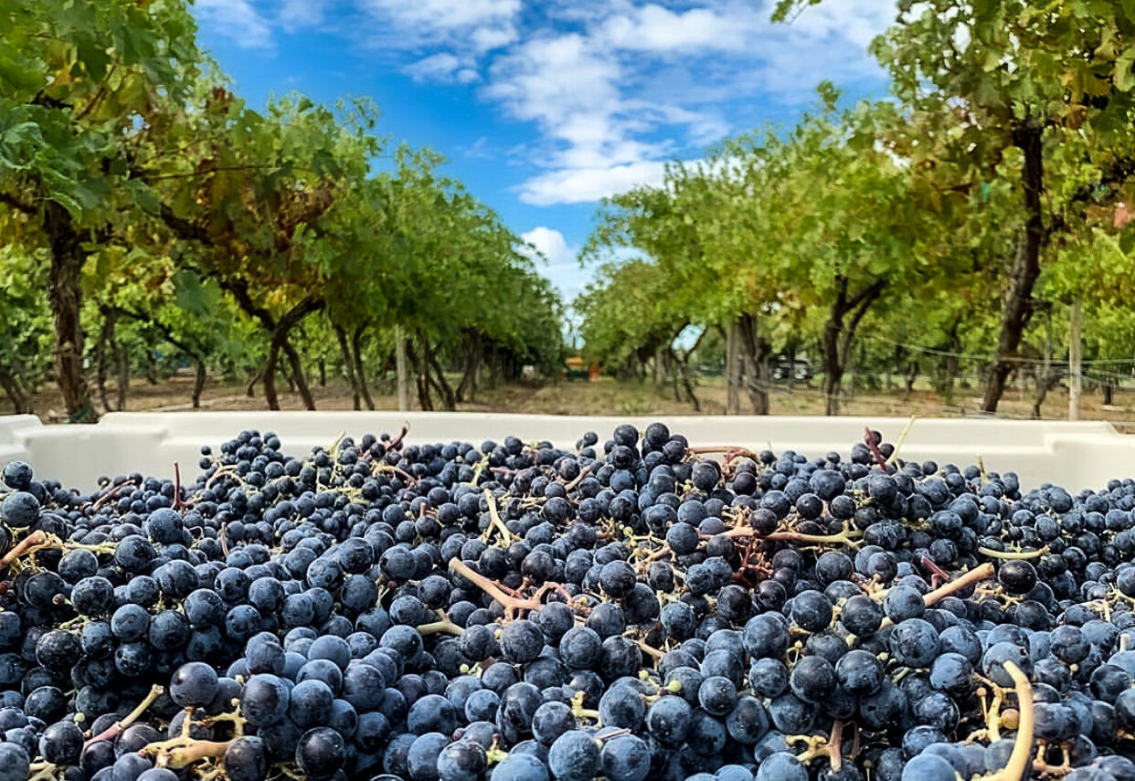 A white bin of dark purple grapes with rows of vines in the background and a blue sky with cottony white clouds.
