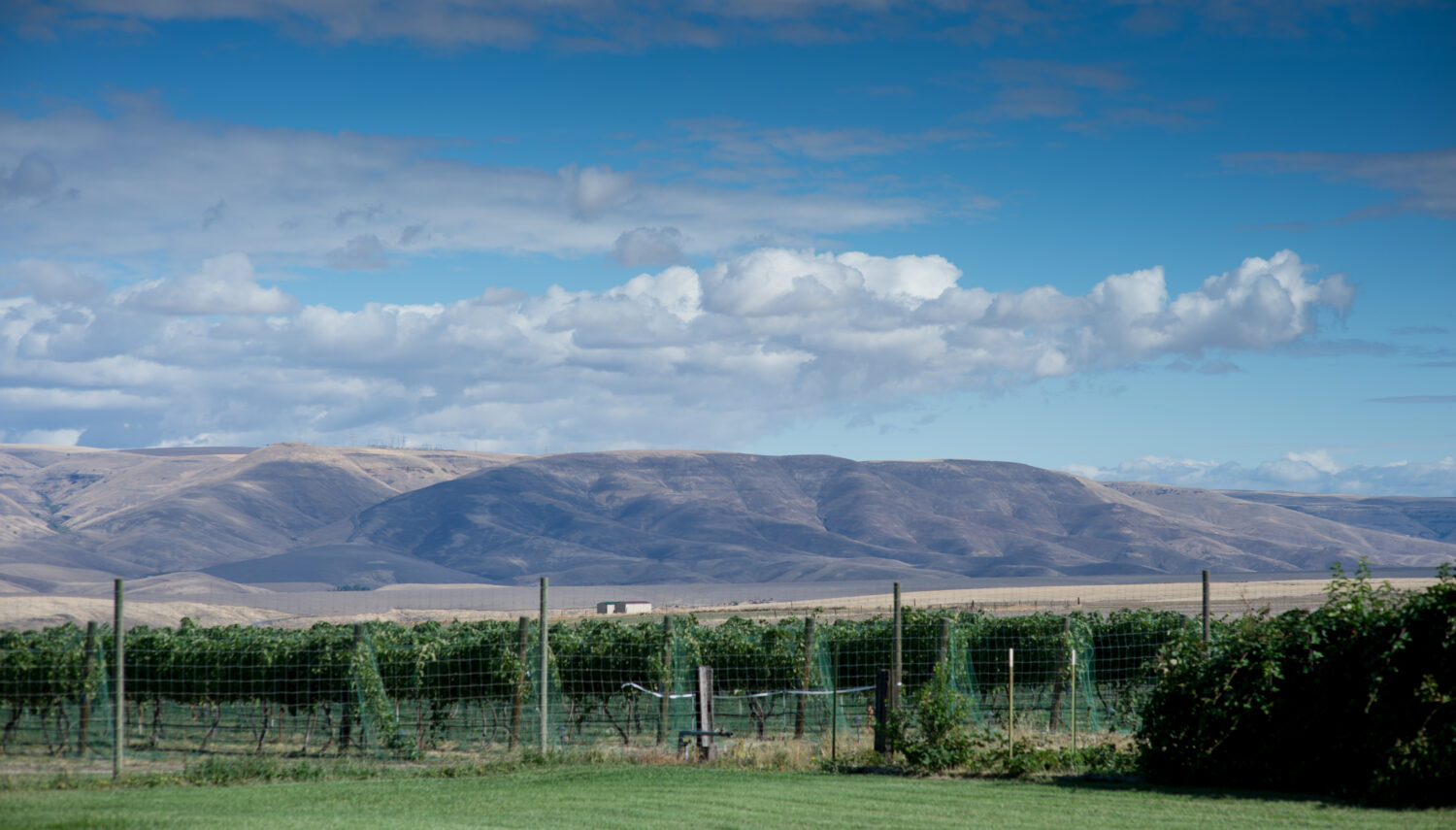 Green rows of vines and green grass with blue rolling hills in the distance. A blue sky with puffy white clouds are above.