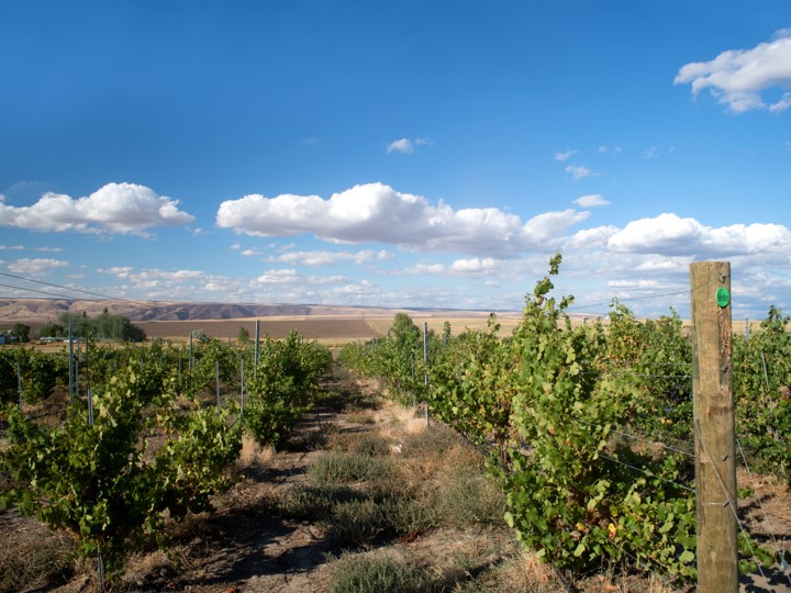 Green leaves on grape vines and wooden posts with natural vegetation between rows. Tan hills are in the distance and the sky is bright blue with puffy white clouds.