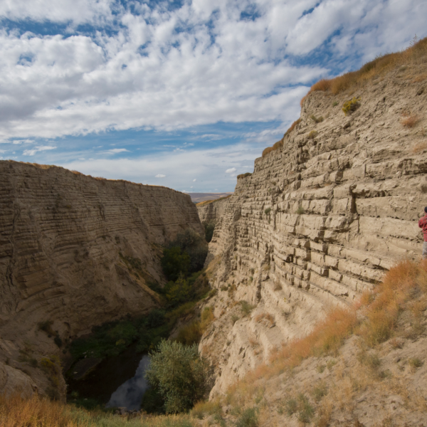 A steep-sided ravine exposing layers of sedimentary deposits on either side of the narrow canyon. The dirt is light tan and scrubby vegetation lines the bottom of the ravine. A blue sky with cottony white clouds are above.