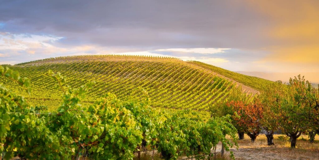 A sun-lit hillside of rows of vines with trees in the foreground and a grew sky behind.