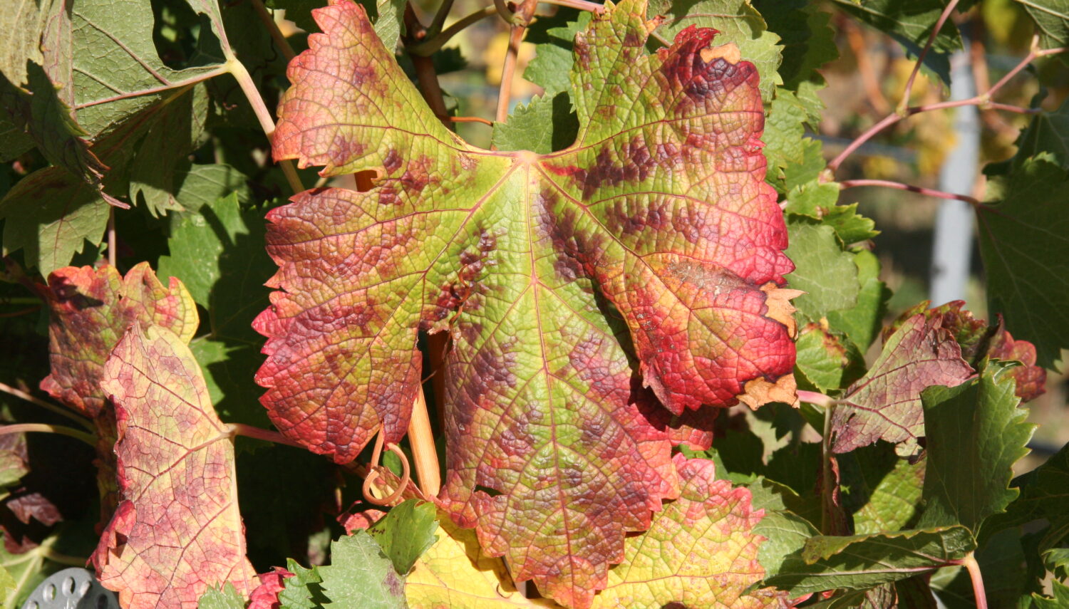 A grape leaf with red coloration at the edges, in front of other grape leaves.