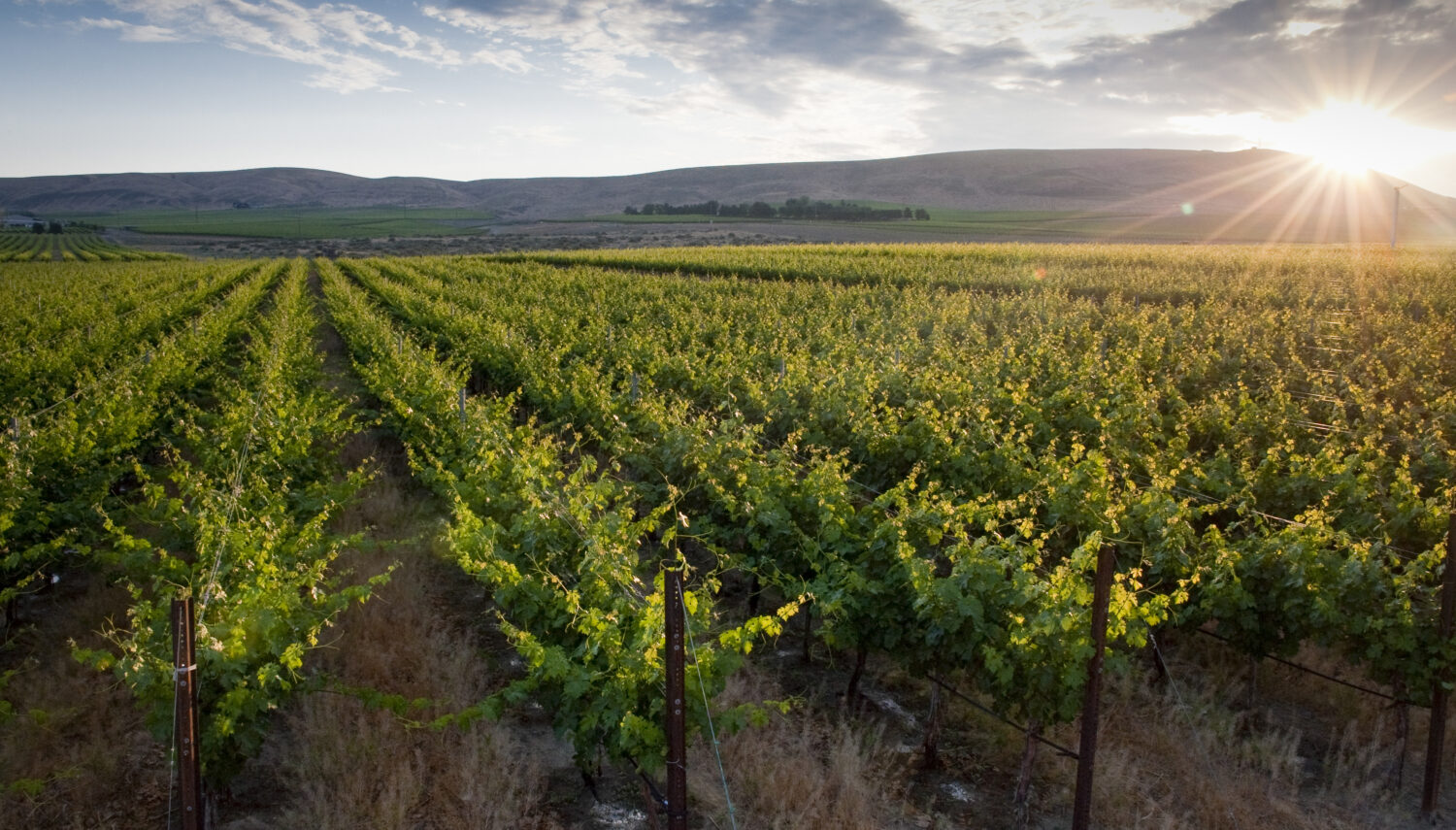 Rows of green grape vines in evening light stretch toward blue rolling hills in the distance. The sky above is blue with white and grey clouds.