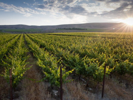 Rows of green grape vines in evening light stretch toward blue rolling hills in the distance. The sky above is blue with white and grey clouds.