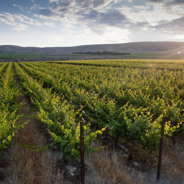 Rows of green grape vines in evening light stretch toward blue rolling hills in the distance. The sky above is blue with white and grey clouds.