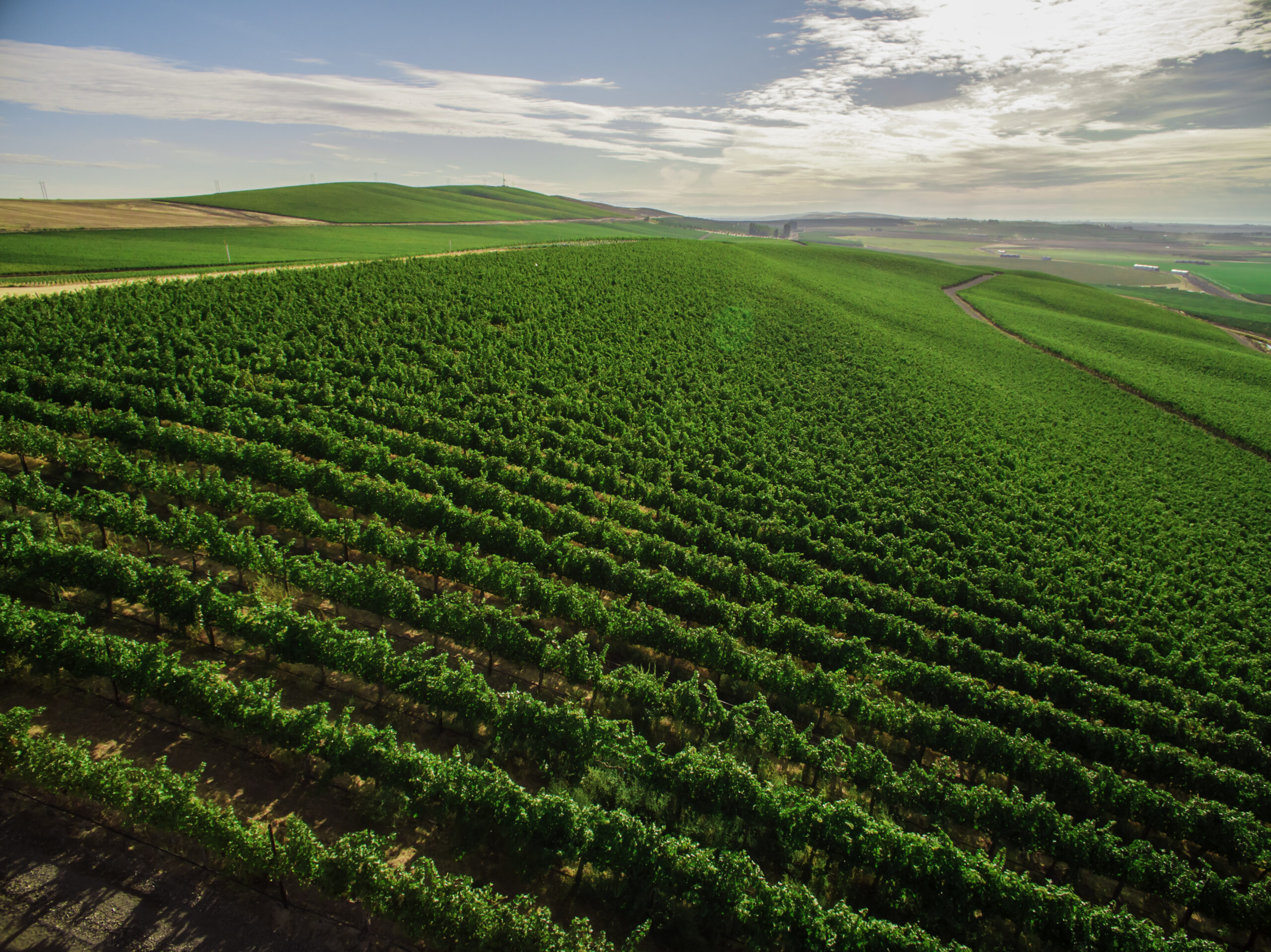 Aerial view of bright green vines in rows stretching toward the horizon under a blue sky with bright white clouds.