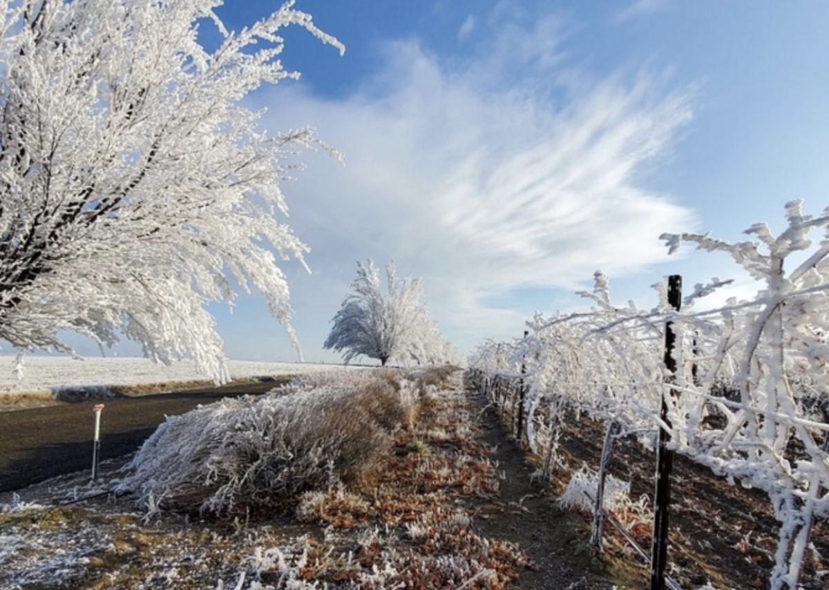 A row of grape vines and trees in the winter, covered in frost. The ground is bare with frost and the sky is blue with white clouds.