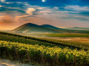 Green leafy grape vines in front of two rounded mountains under a sunset sky colored peach and dark blue.