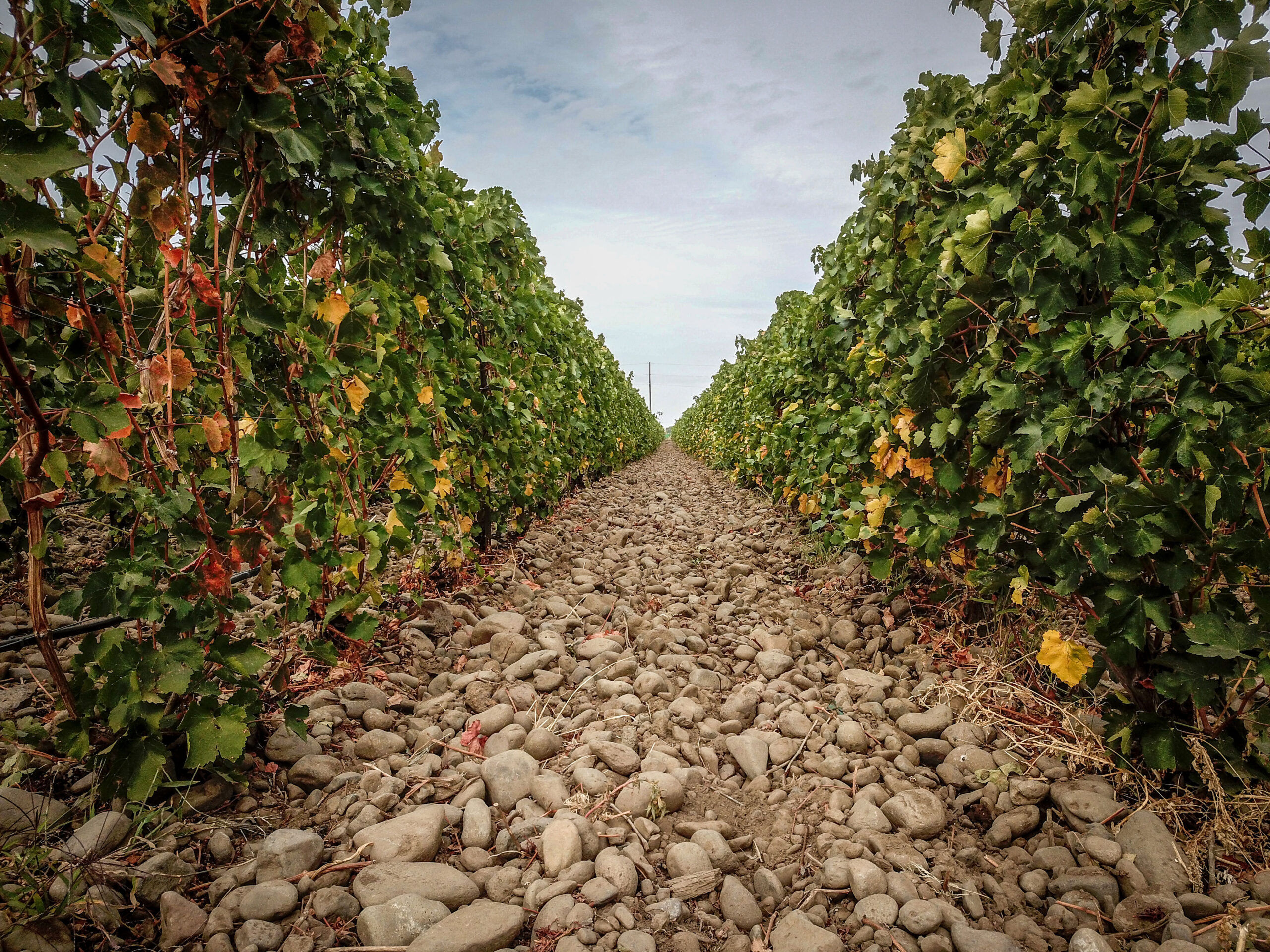 Rocks line the space between rows of leafy grape vines. Some leaves are yellow and most of green, and the sky above is grey with light cloud cover.