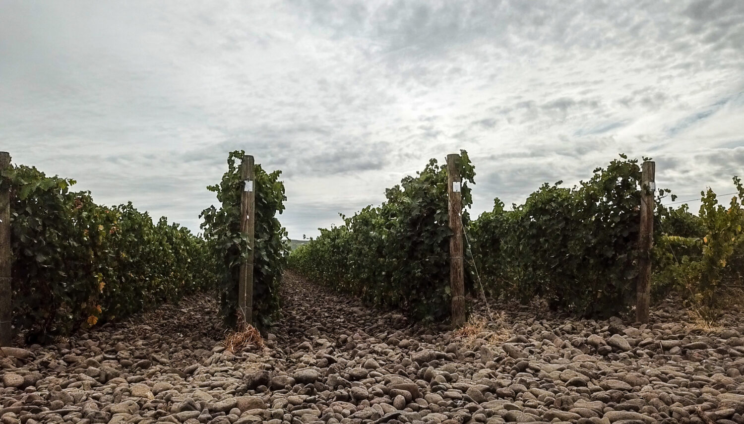 Rocks line the ground between rows of green grape vines. The sky above is overcast and grey.