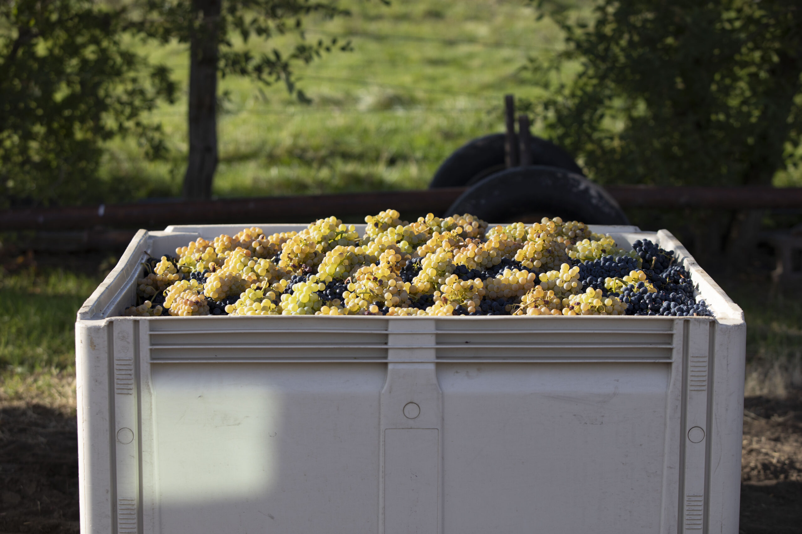 harvest-oct-2019_11-scaled.jpg