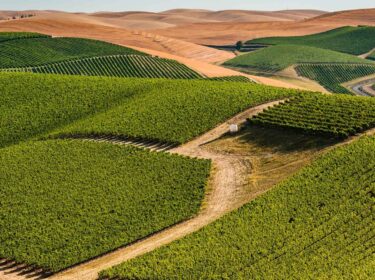 Bright green swatches of grape vines on a tan landscape. Tan rolling hills are in the background.