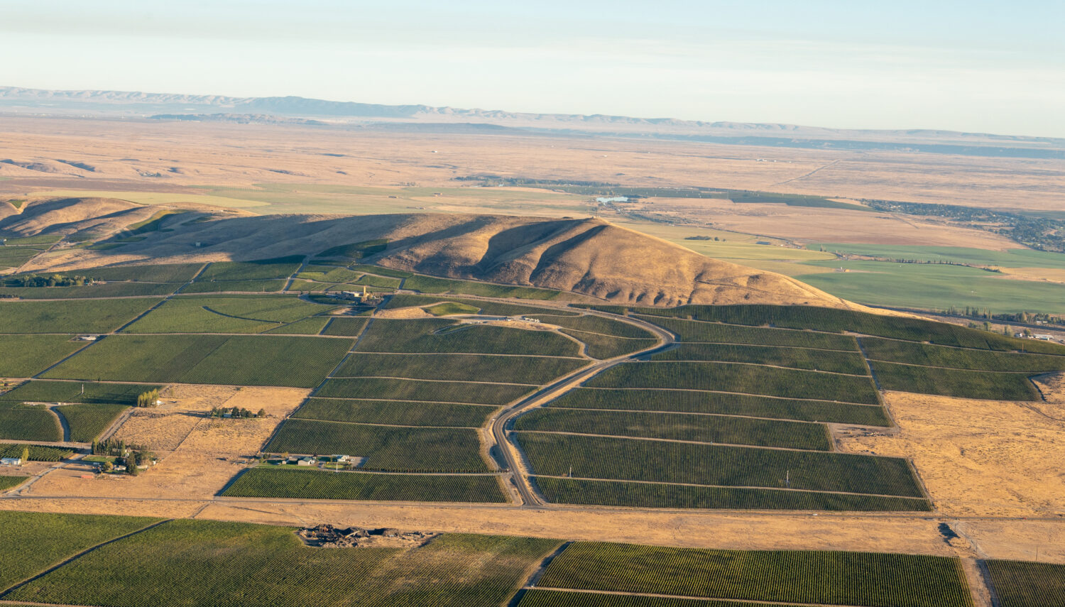 Aerial view of blocks of dark green vineyards, a winding creek bed, and tan spaces in between vineyards. a rounded tan mountain is behind the vineyards and more hills and crops are hazy in the distance, all under pale blue sky.