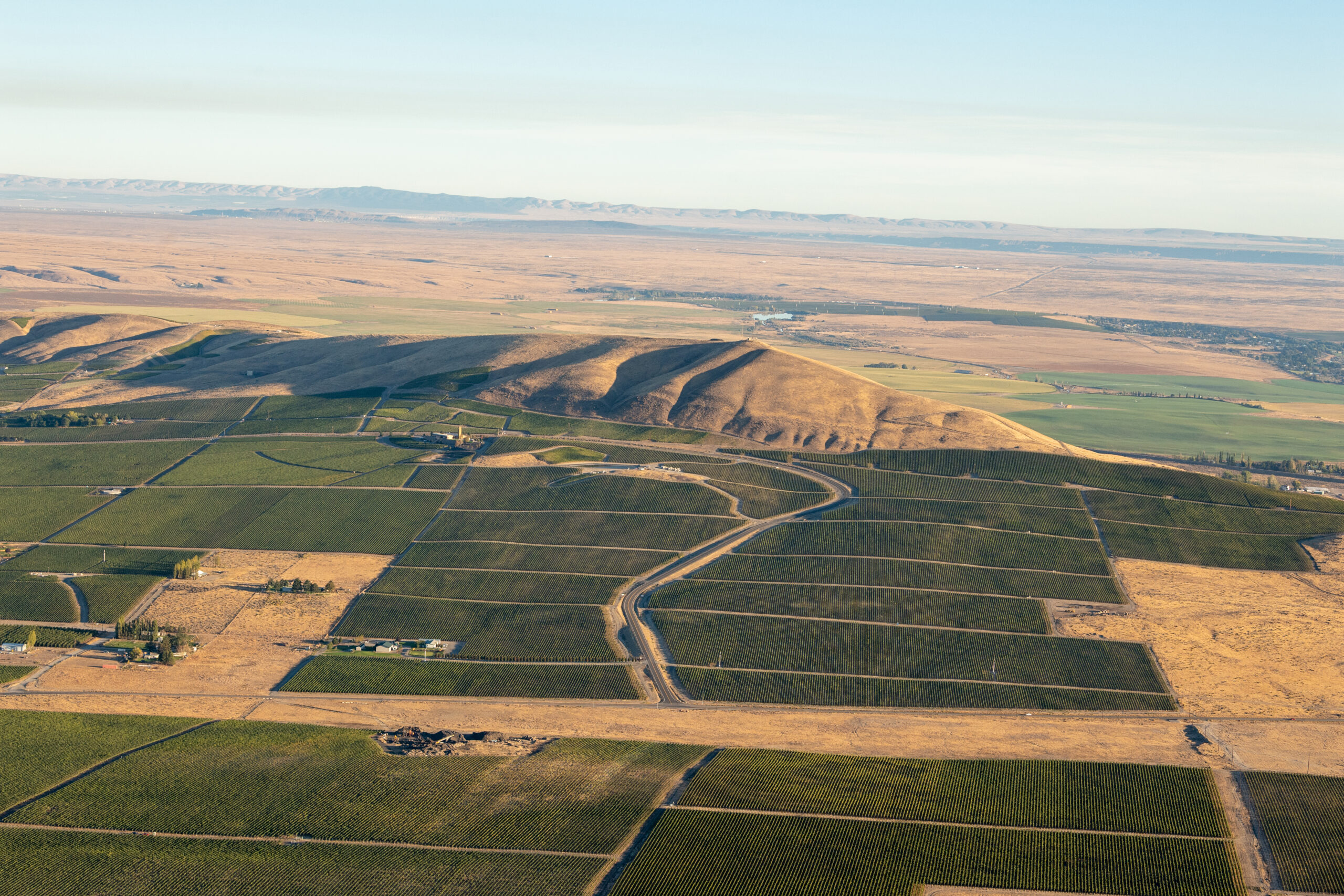 Aerial view of vineyards in rectangular blocks, with a large hill behind the blocks and mountains in the distance.