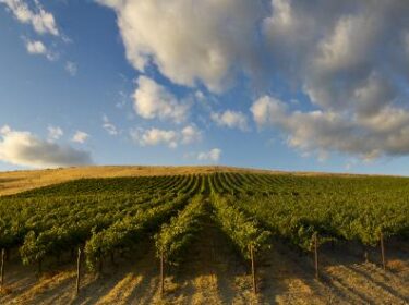 Rows of grape vines spread away from the viewer toward a golden field on the horizon, with blue sky and grey-white clouds above.