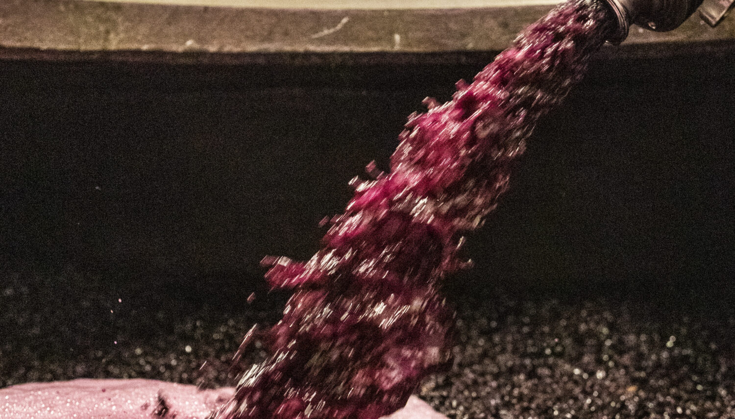 A metal nozzle sprays red grape juice into a bin with crushed grapes and juice.