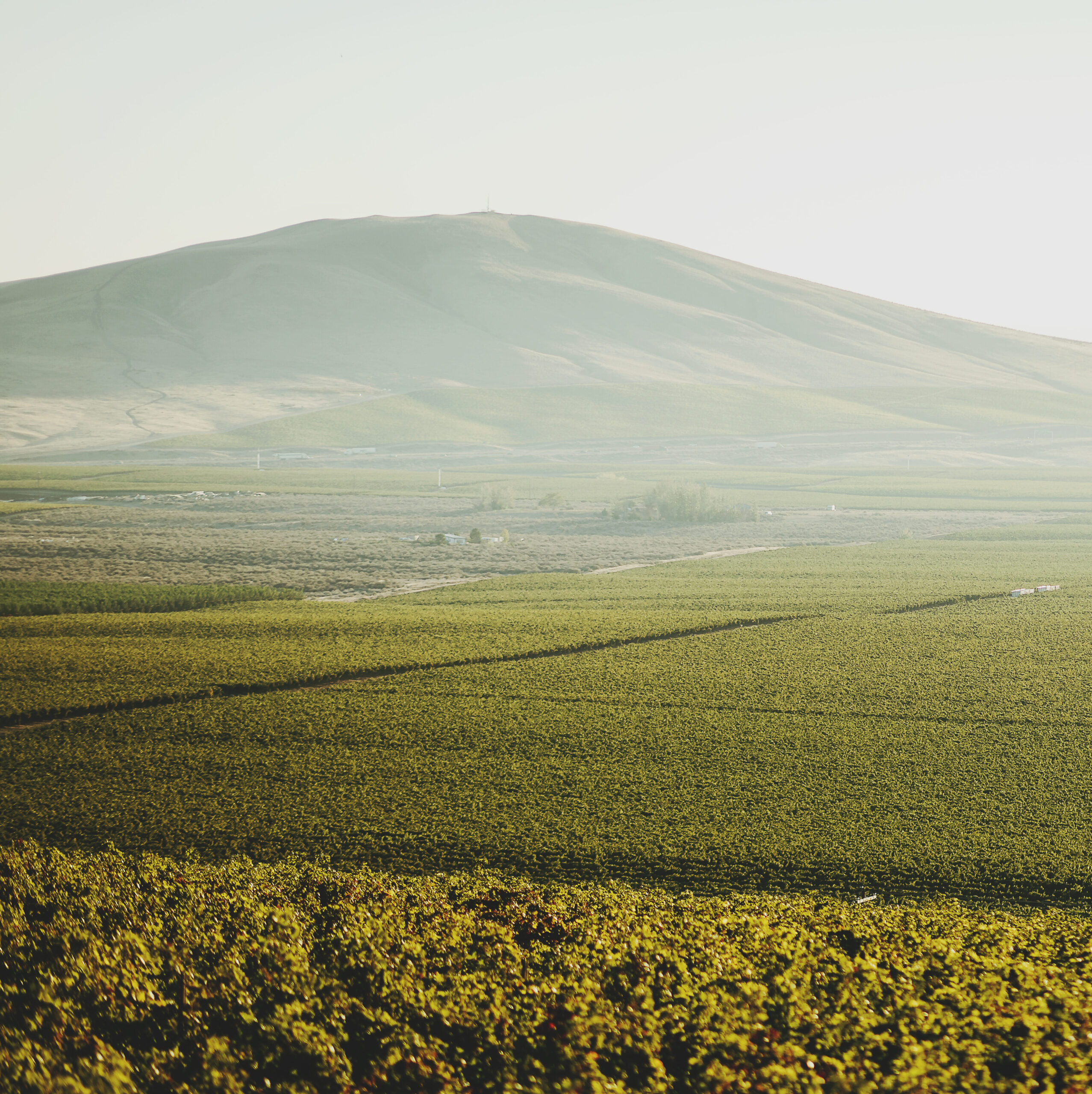 A sea of green as vineyards stretch toward a large rounded hill in the distance. The sky is hazy and green-grey.