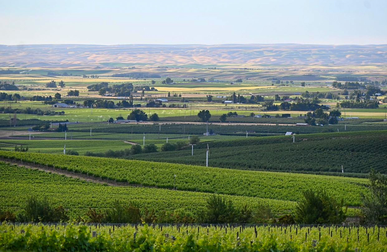 Green grape vines spread out toward tab foothills in the distance. Wind machines and small buildings dot the landscape.